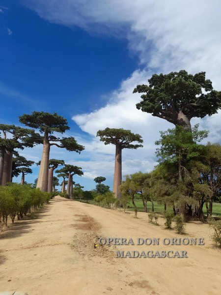Madagascar: Il futuro inizia da una buona semina -  23983
