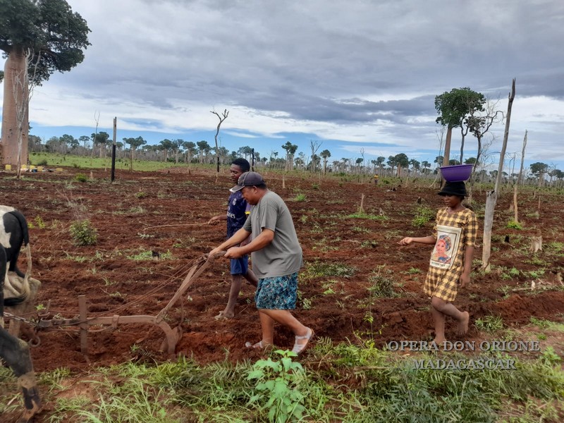Madagascar: Il futuro inizia da una buona semina -  23985