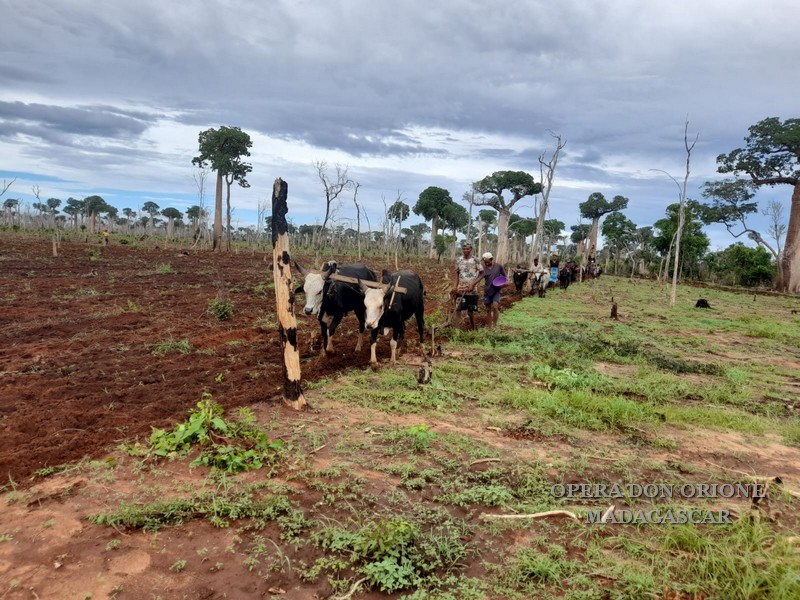 Madagascar: Il futuro inizia da una buona semina -  23990