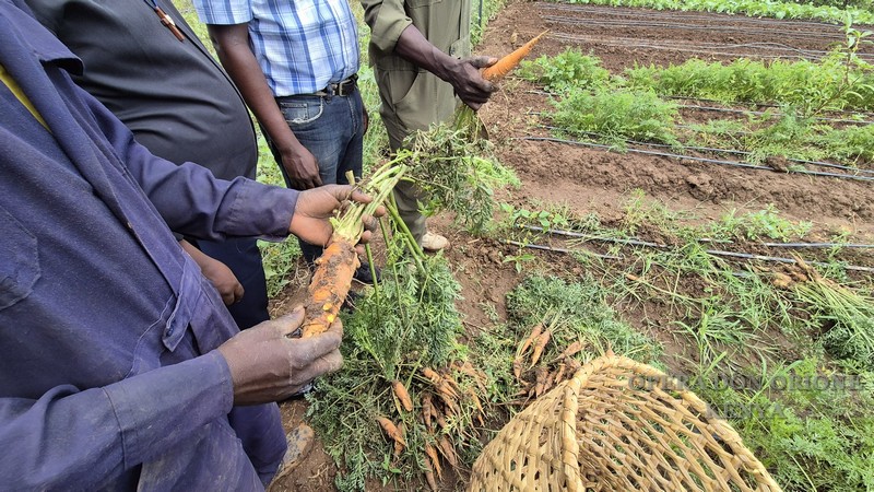 Kenya: 