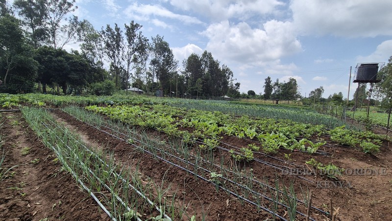 Kenya: 