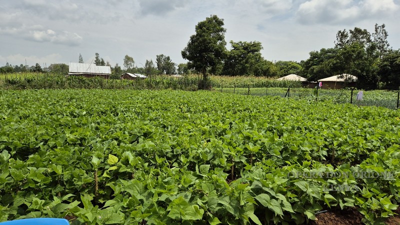 Kenya: 