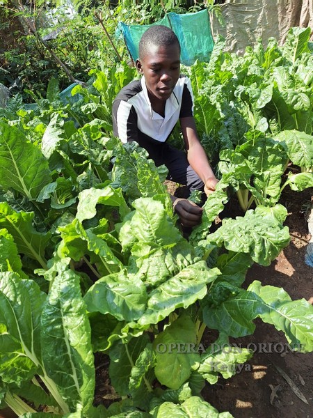 Kenya: I frutti del progetto agricolo di Nyadorera -  25199