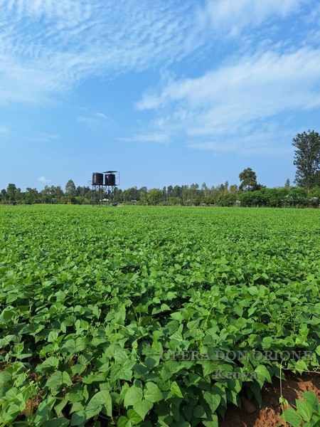 Kenya: I frutti del progetto agricolo di Nyadorera -  25203