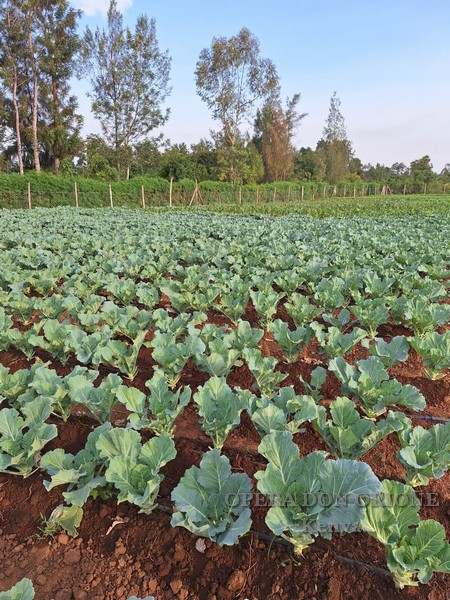 Kenya: I frutti del progetto agricolo di Nyadorera -  25205